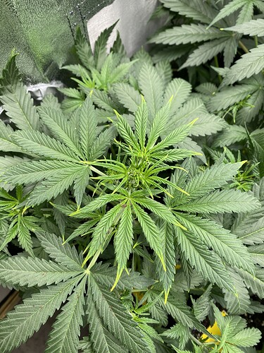 Growreport Bild 4