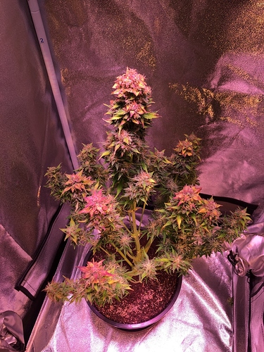 Growreport Bild 5