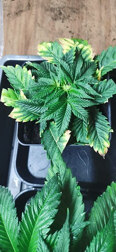 Growreport Bild 31