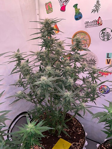 Growreport Bild 2