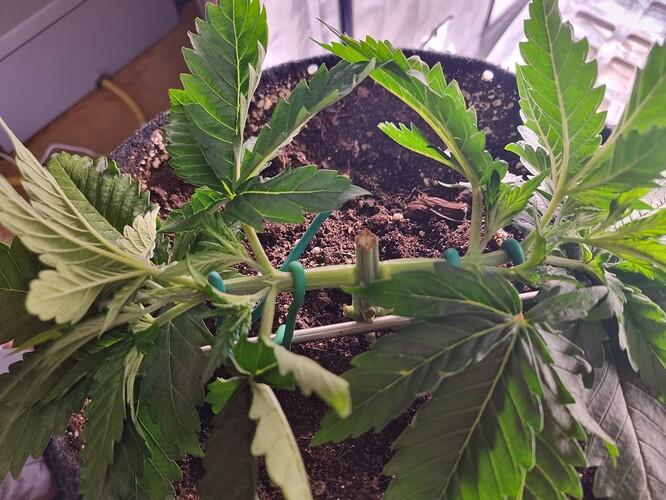 Growreport Bild 2