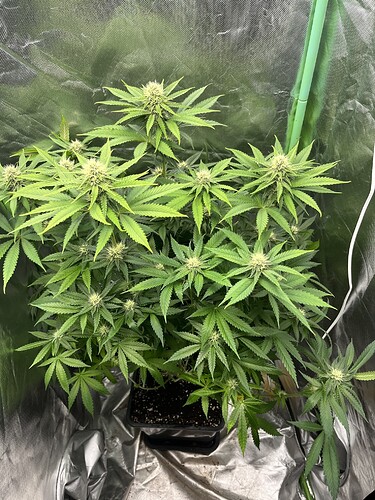 Growreport Bild 2