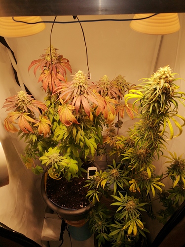 Growreport Bild 13