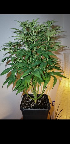 Growreport Bild 9