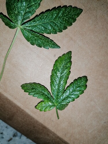 Growreport Bild 8