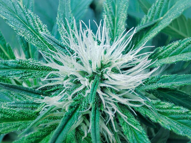 Growreport Bild 59