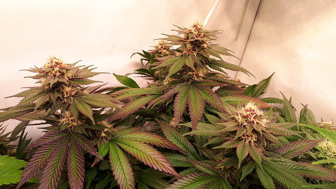 Growreport Bild 7
