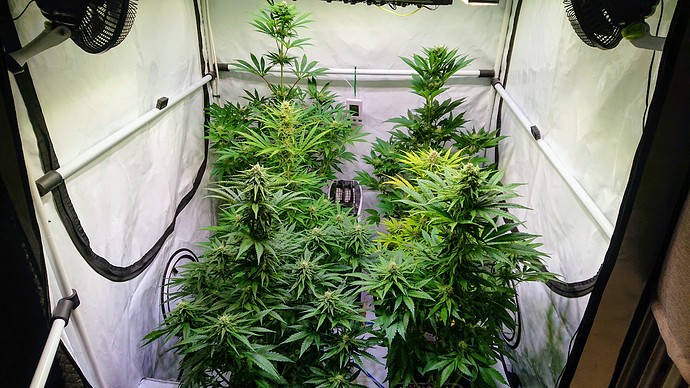 Growreport Bild 2