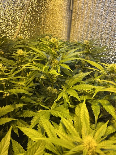 Growreport Bild 3