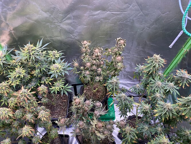 Growreport Bild 2