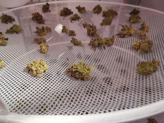 Growreport Bild 4