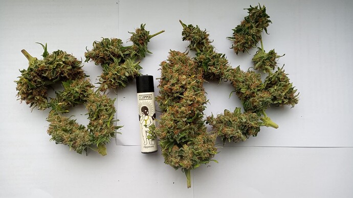 Growreport Bild 28