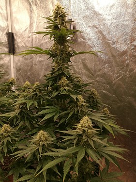 Growreport Bild 12