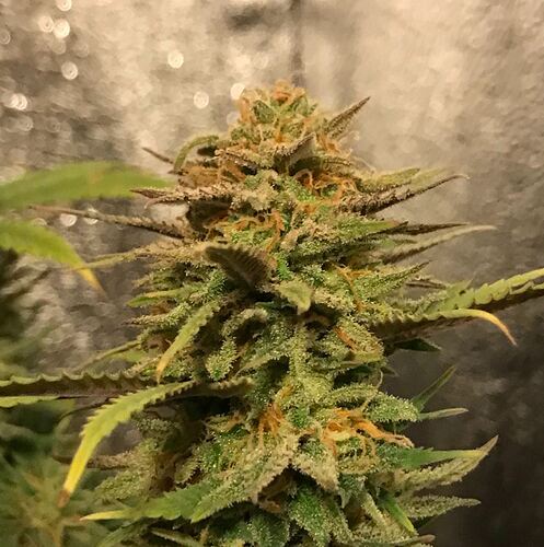 Growreport Bild 16