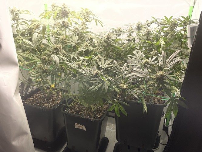 Growreport Bild 3