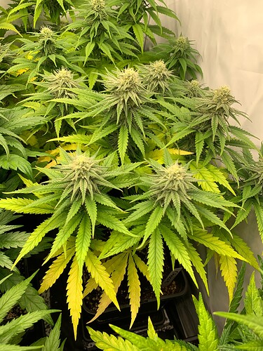 Growreport Bild 12