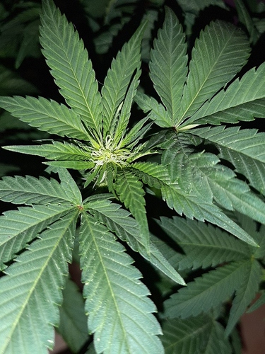 Growreport Bild 19