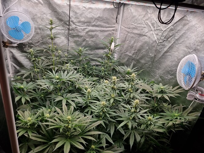 Growreport Bild 19