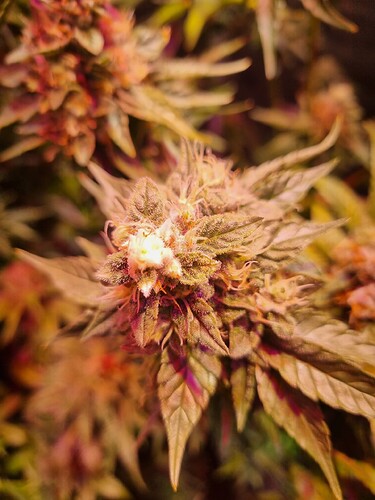 Growreport Bild 17
