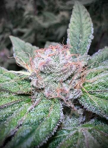 Growreport Bild 8