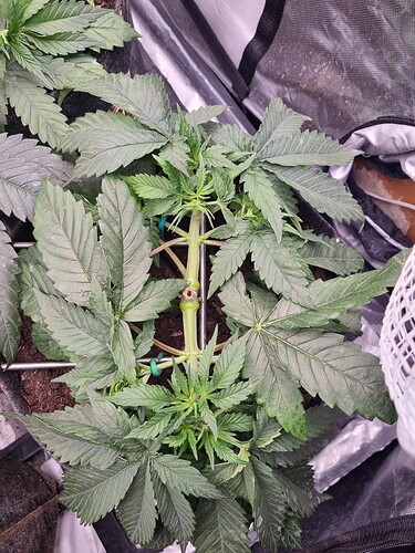 Growreport Bild 73