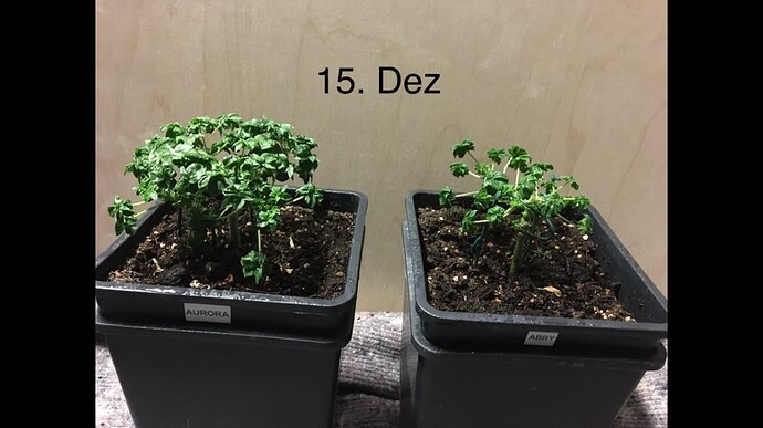 Growreport Bild 1