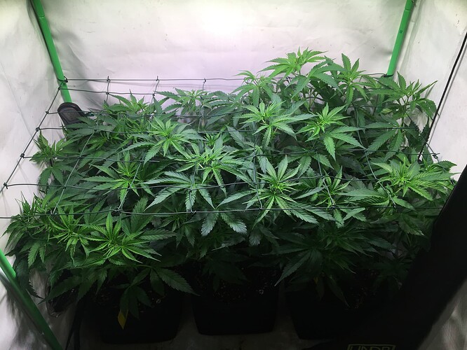 Growreport Bild 1
