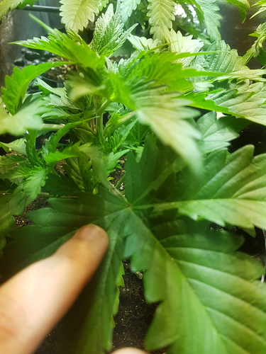 Growreport Bild 17