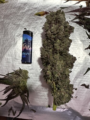 Growreport Bild 7