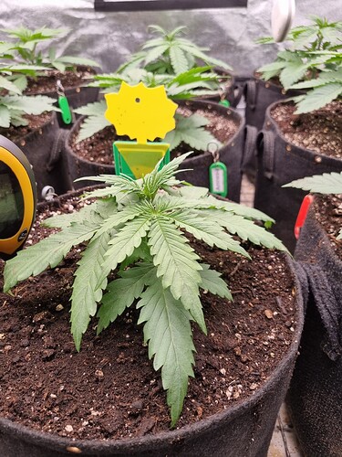 Growreport Bild 46
