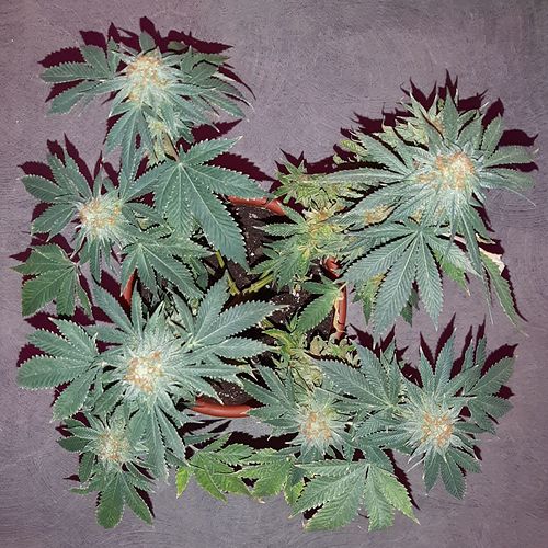 Growreport Bild 2