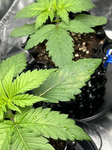 Growreport Bild 14