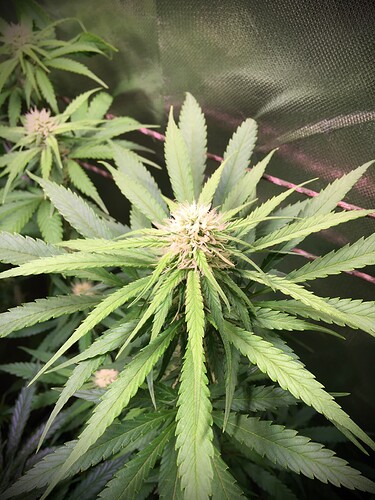 Growreport Bild 5