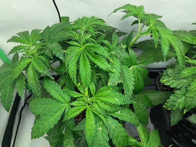 Growreport Bild 10
