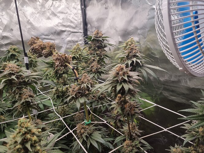 Growreport Bild 8