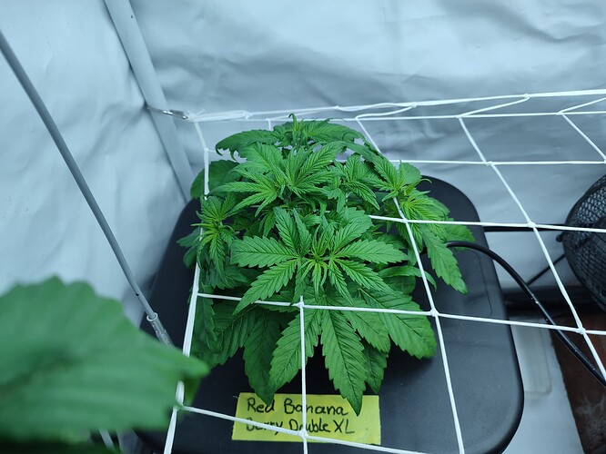 Growreport Bild 37