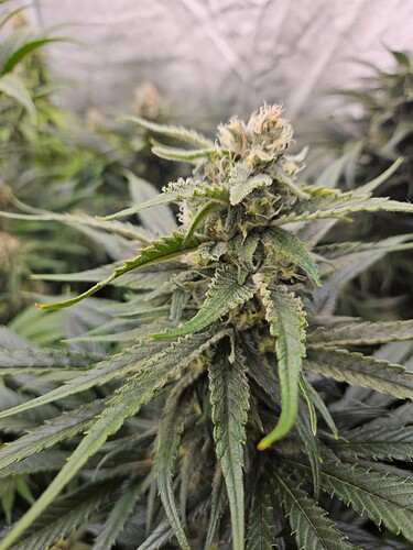 Growreport Bild 40