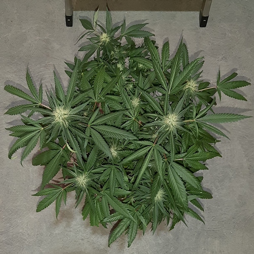 Growreport Bild 5