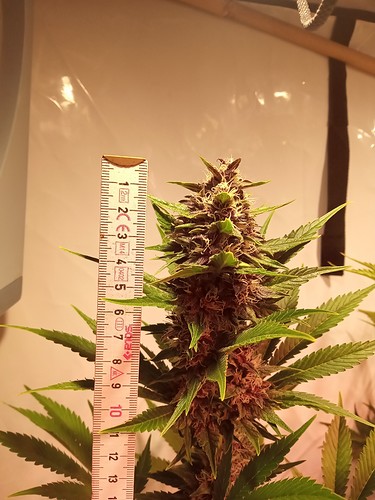 Growreport Bild 3