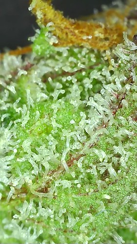 Growreport Bild 109
