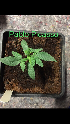 Growreport Bild 6
