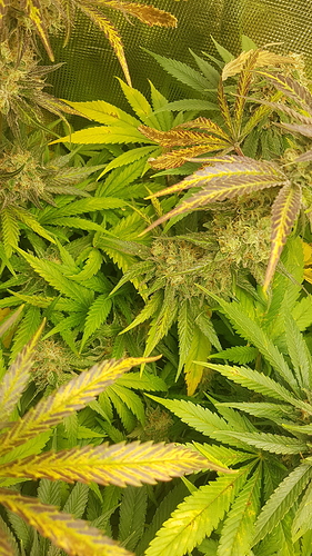 Growreport Bild 10