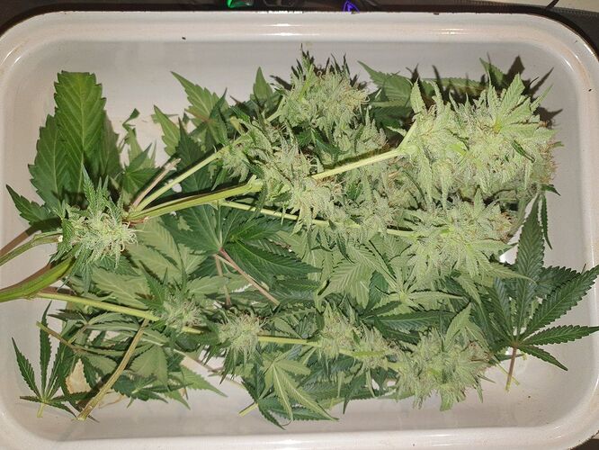 Growreport Bild 1