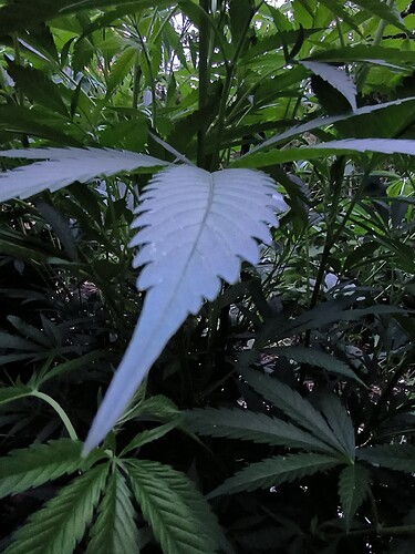 Growreport Bild 19