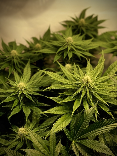 Growreport Bild 65