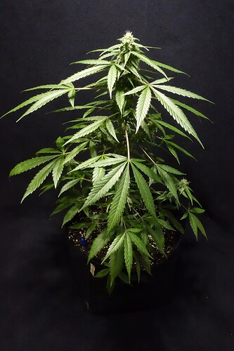 Growreport Bild 2