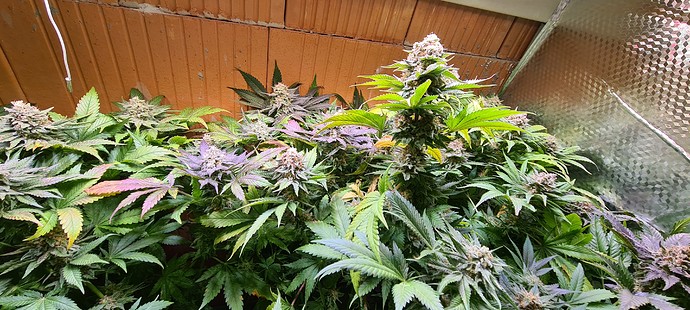 Growreport Bild 1
