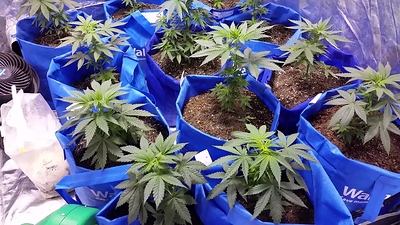 -Grow-Bags-Which-is-Better-3