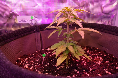 Eine junge Cannabispflanze in einem Stofftopf unter violettem Licht. Ein Namensschild mit der Aufschrift "CARLOTTA" ist an der Zeltwand befestigt.