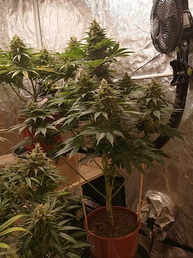Growreport Bild 7